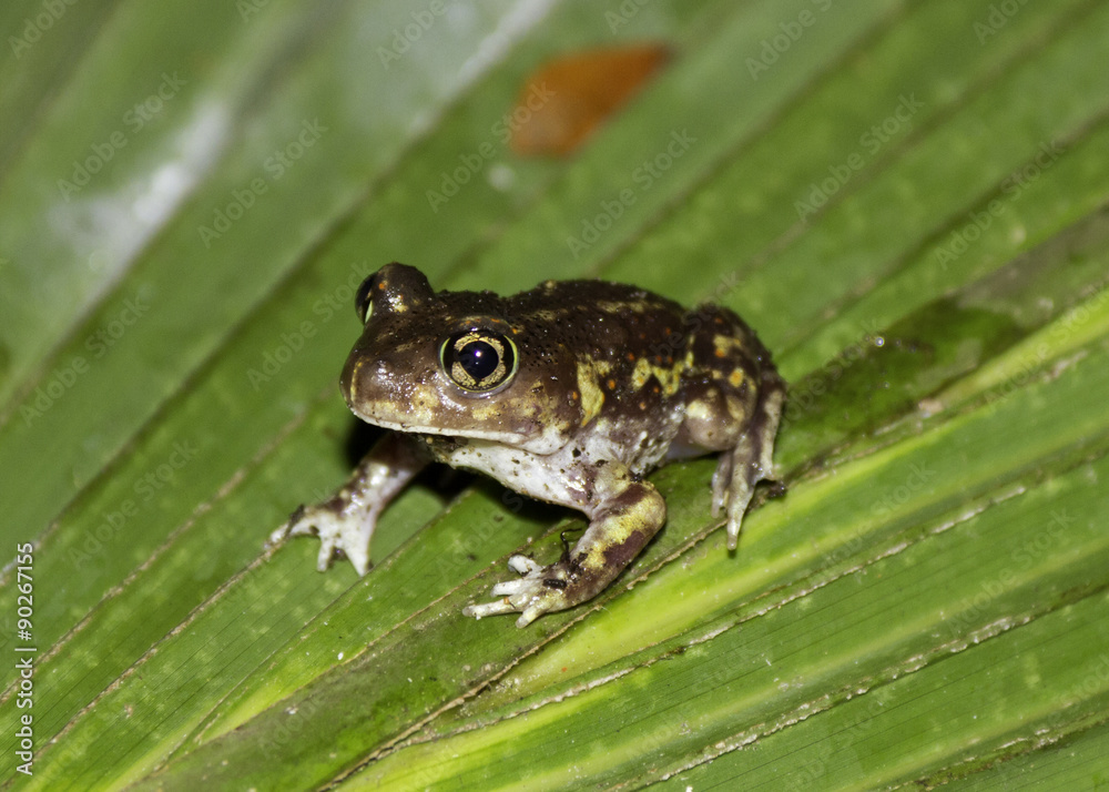 Spadefoot toad on a leaf Spadefoot toad on a leaf
