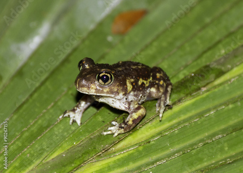 Spadefoot toad on a leaf