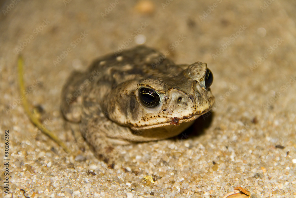 Obraz premium Cane toad (Bufo marinus)