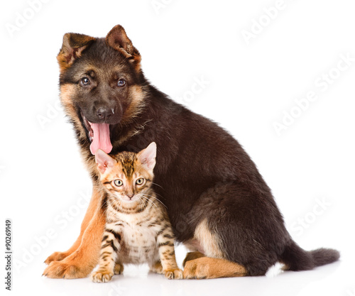 german shepherd puppy and bengal kitten looking at camera. isola