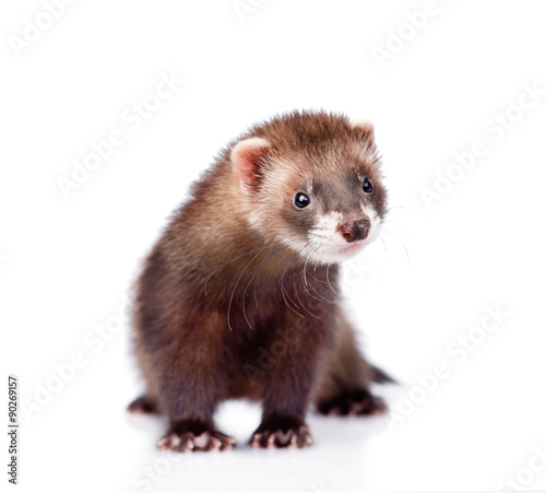 ferret in front. isolated on white background photo