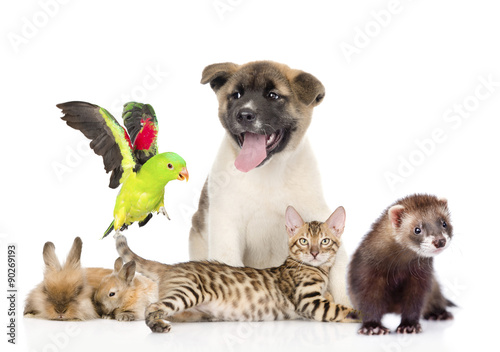 Fototapeta Naklejka Na Ścianę i Meble -  large group of pets. Isolated on white background