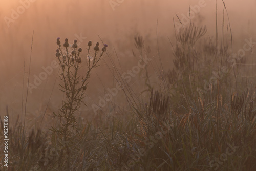 The silhouette of a thistle flower and other wetland plants in the early morning  orange glow at a fog covered marsh.