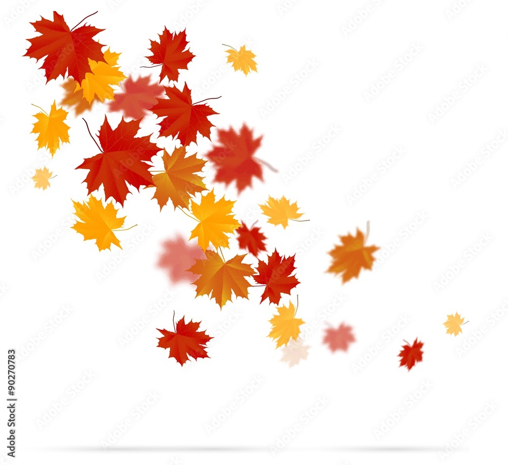 Fototapeta premium Autumn leaves on white background