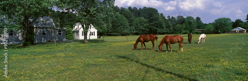 Panoramic view of horses grazing in springtime field  Eastern Shore  MD