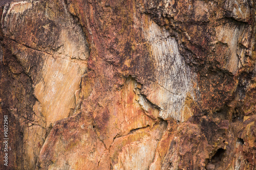 The Petrified Wood Texture Background