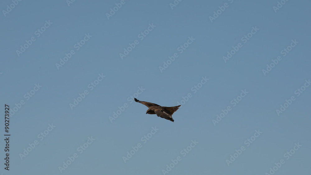 the flight of an eagle on a background of mountains the flight of an eagle on a background of mountains