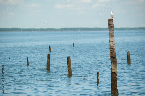 Seagulls standing on bamboo