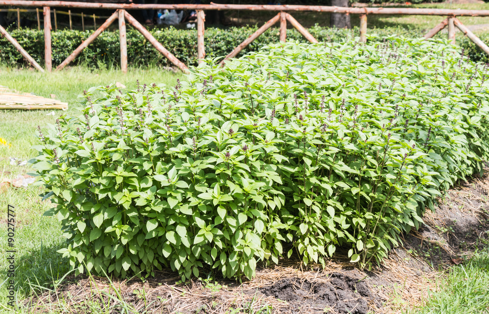 vegetable garden vegetable garden