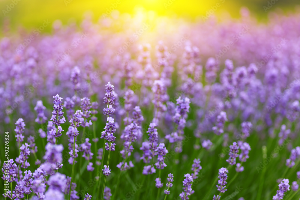Obraz premium Lavender