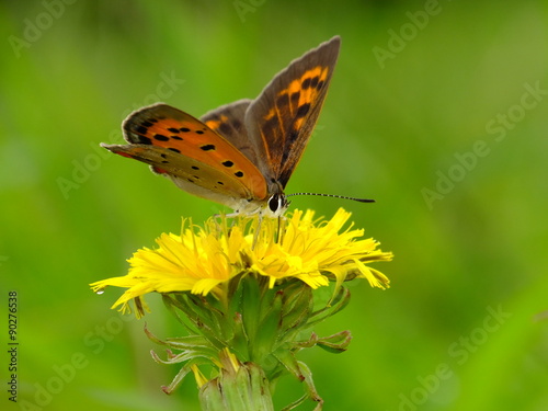 butterfly on the yellow blossom  8 © Naoki Kim