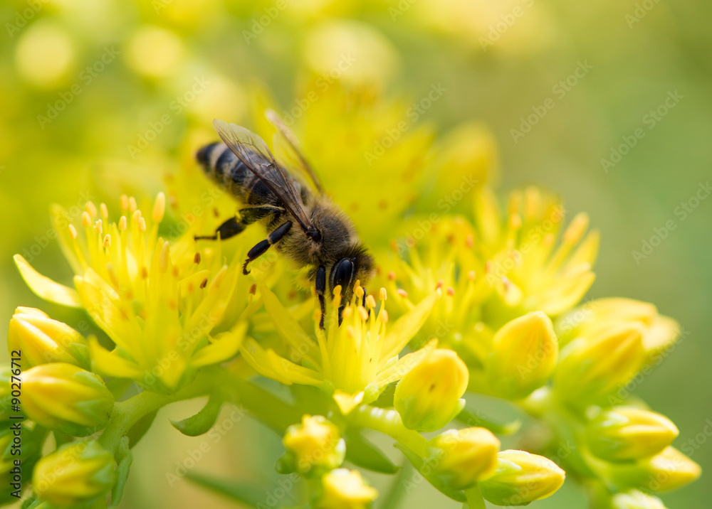 Bee on yellow flower - obrazy, fototapety, plakaty 