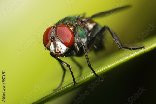 close up compound eyes of fly on green background 