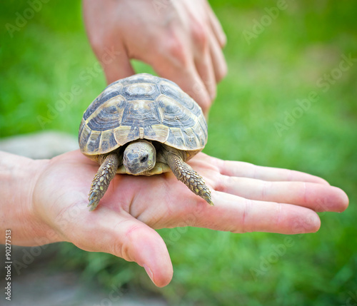 Turtle in hand - on palm