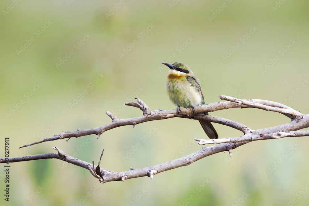 Fototapeta premium Chestnut-headed bee-eater in Pottuvil, Sri Lanka