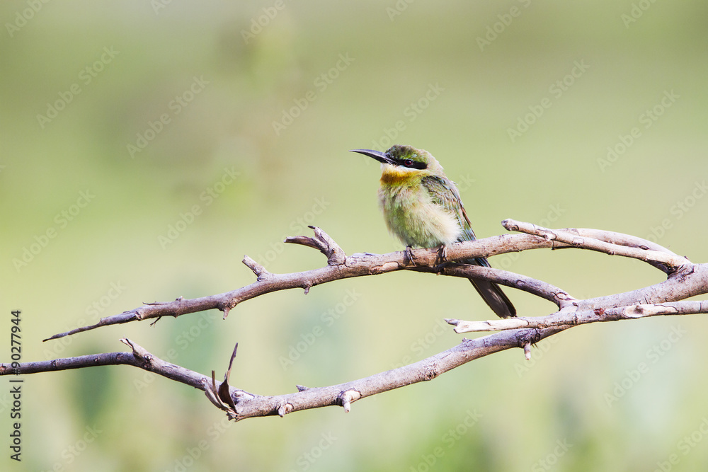 Fototapeta premium Chestnut-headed bee-eater in Pottuvil, Sri Lanka