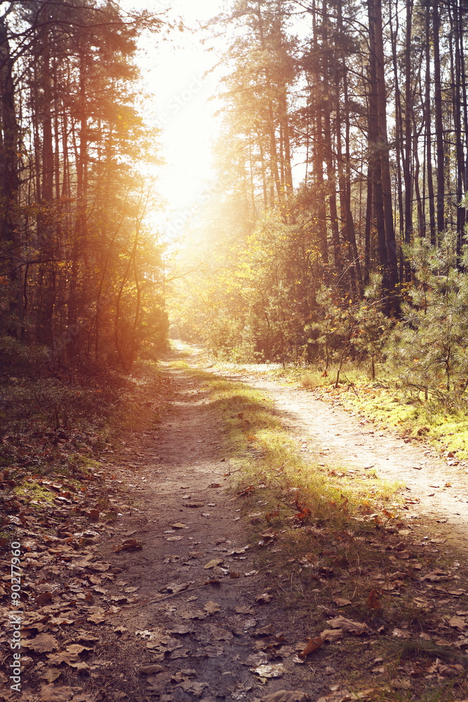 Fototapeta premium Sunny autumn patch in forest