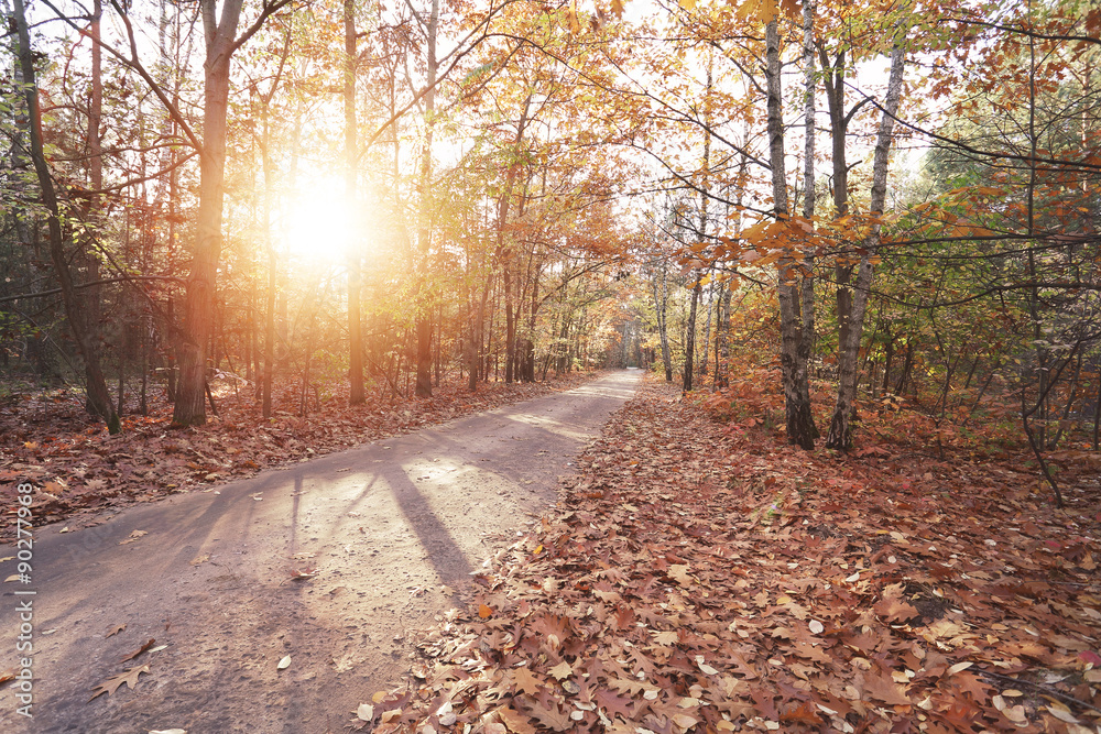 Sunny autumn forest Sunny autumn forest