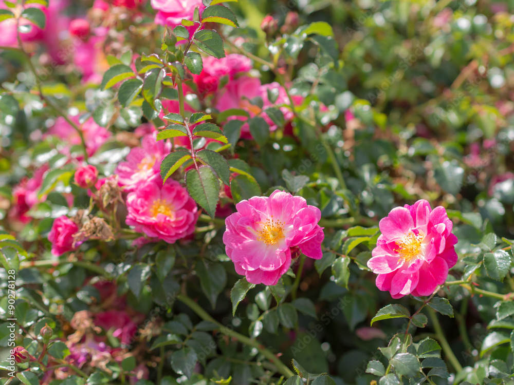 bush of wild rose bush of wild rose