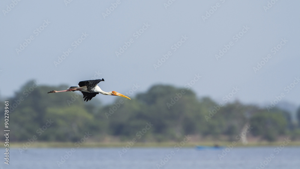 Fototapeta premium Painted Stork in Arugam bay lagoon, Sri Lanka