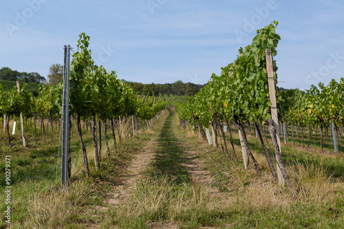 Wine Grape Plantations at a Vineyard