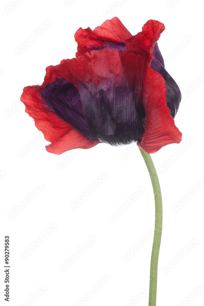 Naklejka premium poppy