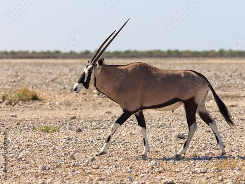 Photography Oryx desert