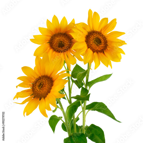 Three sunflower on white background