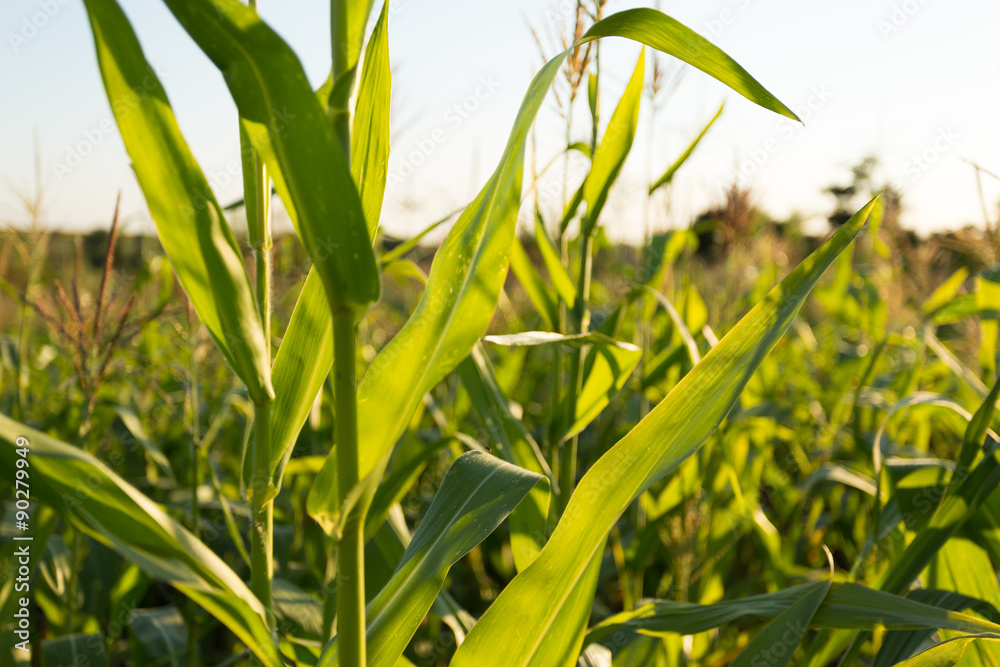 Corn field Corn field