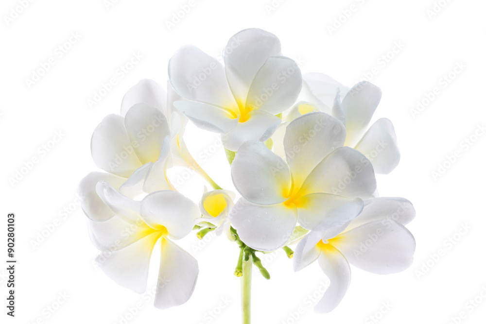 Fototapeta premium Frangipani (Lan thom) flower