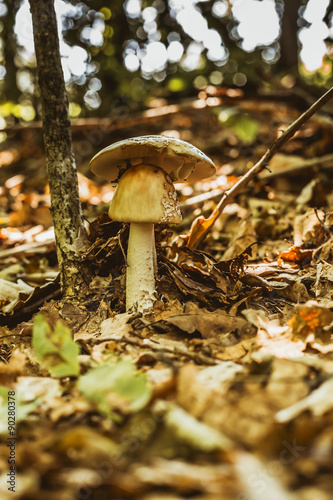  mushroom in the forest