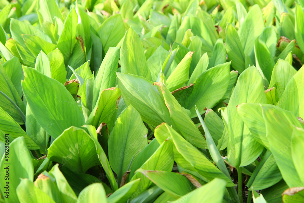 Obraz premium fresh galingale field