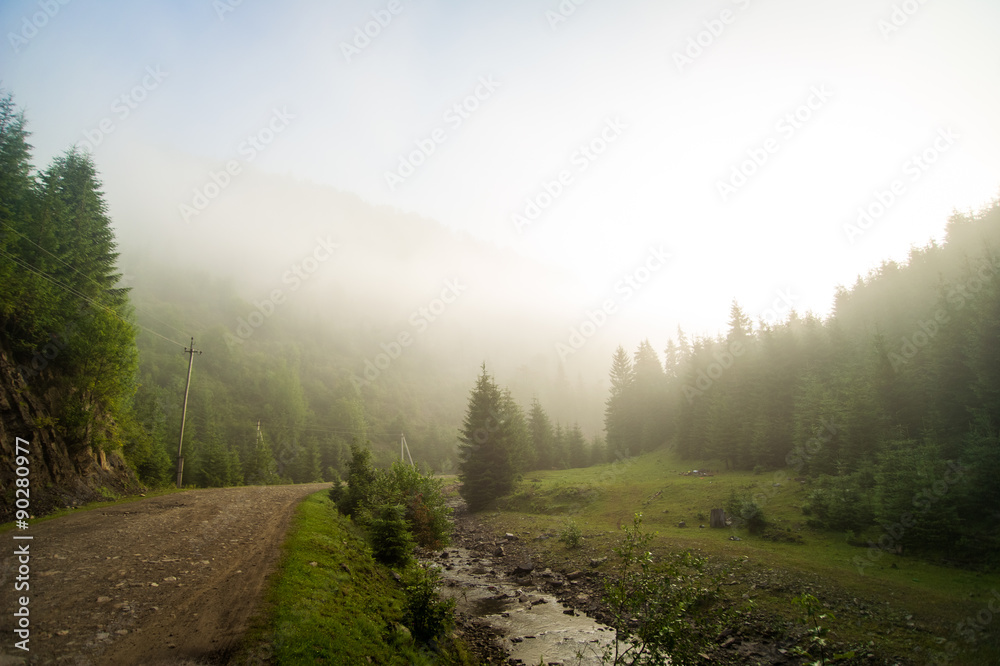 Beautiful pine trees on  mountains