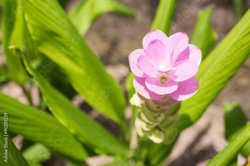 Soft focus curcuma alismatifolia or Siam tulip or Summer tulip i
