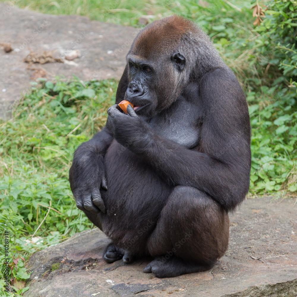 Adult gorilla eating Adult gorilla eating