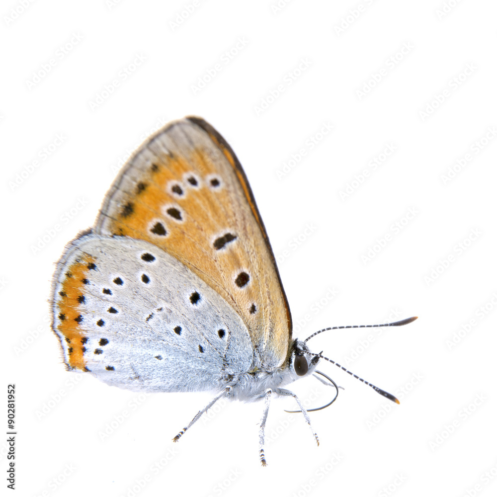 Colored butterfly sitting on the white background Colored butterfly sitting on the white background