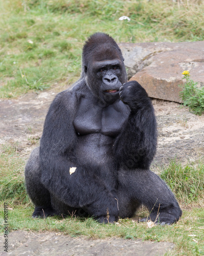 Silver backed male Gorilla