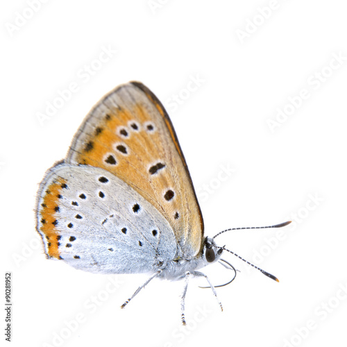 Colored butterfly sitting on the white background © NERYX