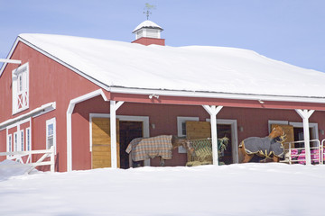 Horses with blankets in Red Barn in snow, Ma., New England, USA