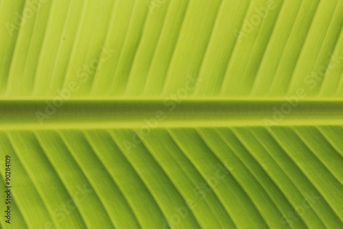 Fresh Banana Leaves Close-up