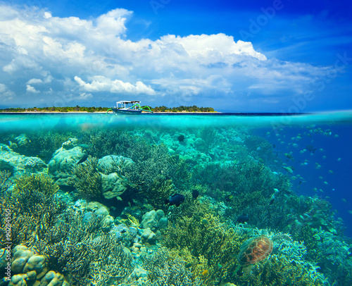 Coral reef on background. Underwater scena