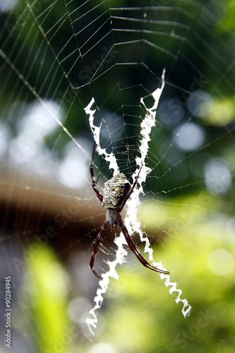 Big Spider on a spider's web