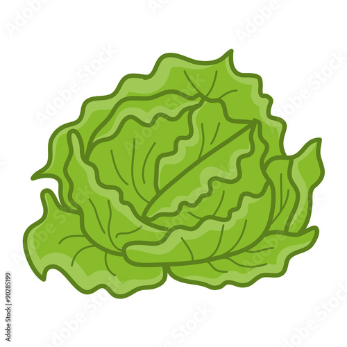 green cabbage isolated illustration