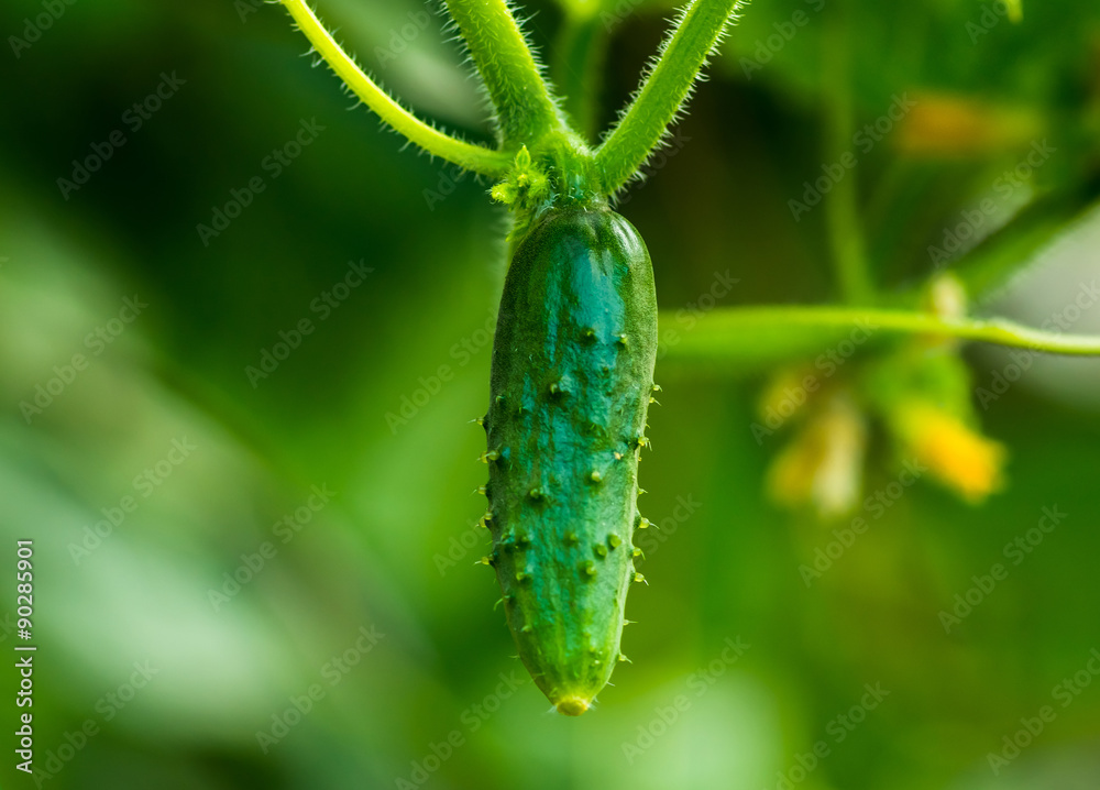 Green young cucumber Green young cucumber
