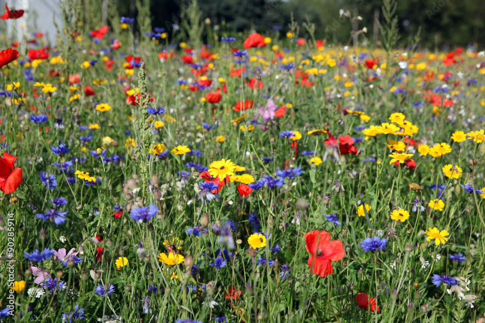 Coquelicot Coquelicot