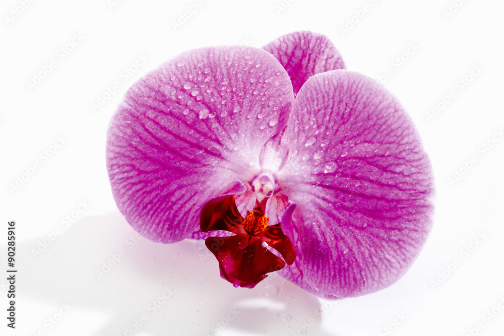 Violette Orchidee (Orchidaceae), Wasertropfen, Violette Orchidee (Orchidaceae), Wasertropfen,