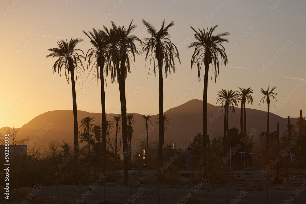 Obraz premium Palm trees at sunset in Southern California.