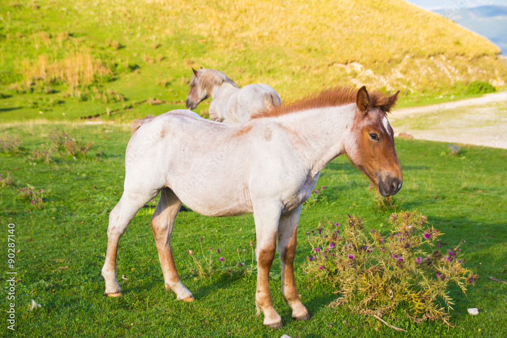 Ritratto di un puledro bianco e marrone Ritratto di un puledro bianco e marrone