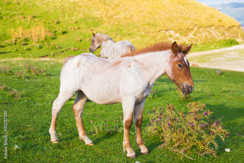 Ritratto di un puledro bianco e marrone