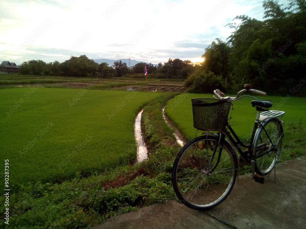 Obraz premium bicycle and field evening scene